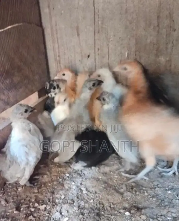 Rooster Chicks