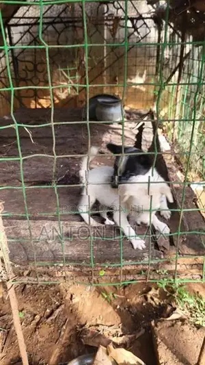 பொம்மரியன் கலப்பு குட்டிகள்