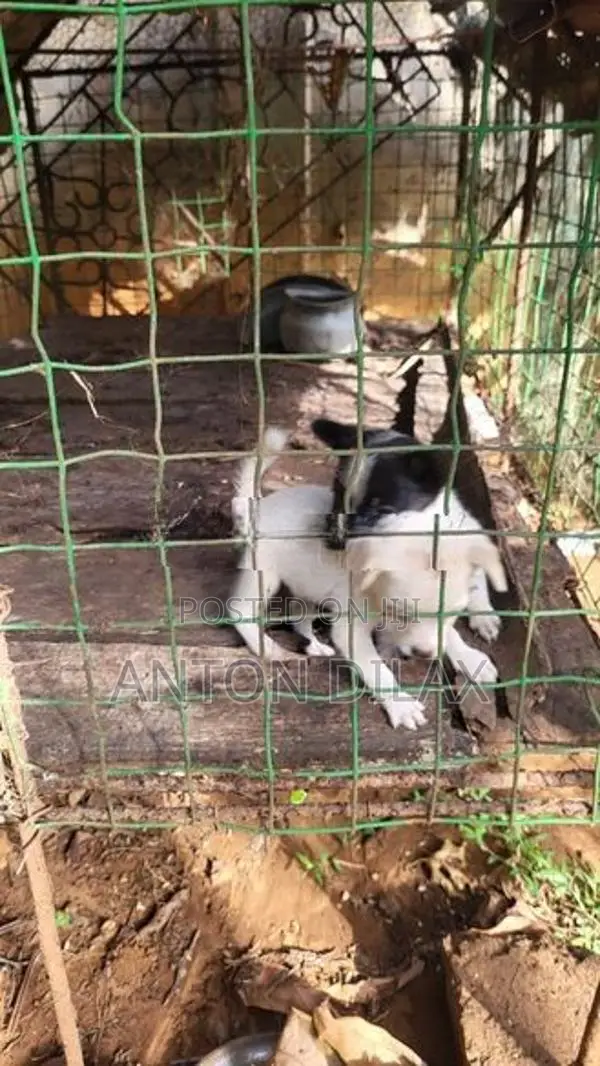 பொம்மரியன் கலப்பு குட்டிகள்