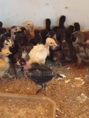 ගම් කිකිලි පැටවු