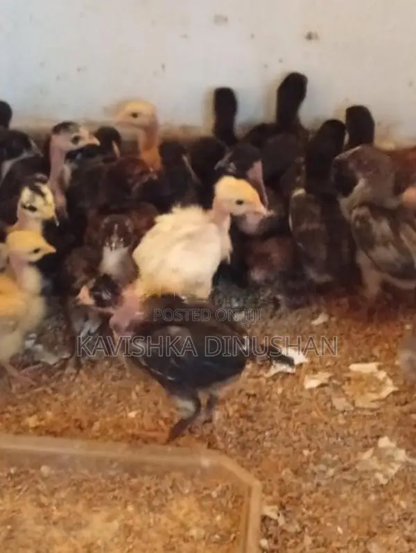 ගම් කිකිලි පැටවු