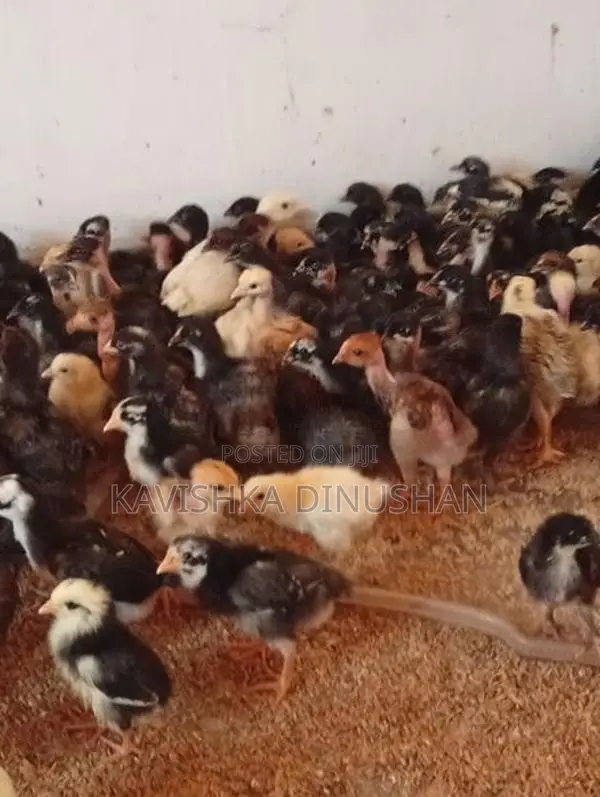 ගම් කිකිලි පැටවු