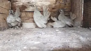 Rooster