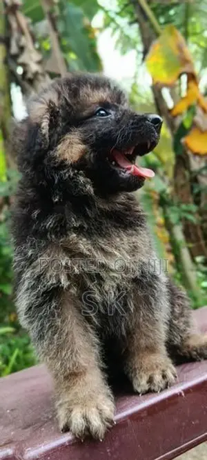 german shepherd