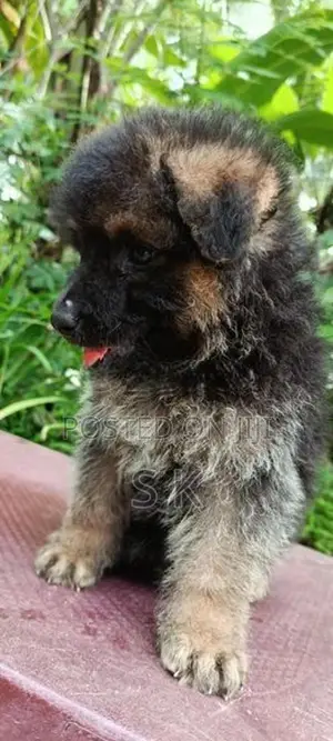 german shepherd