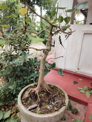 Bonsai Plants