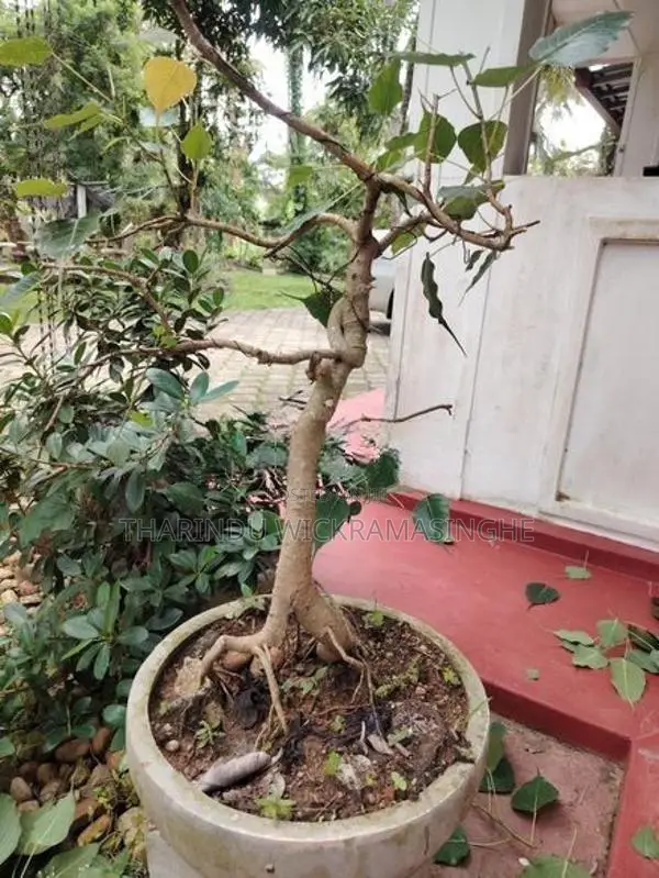 Bonsai Plants