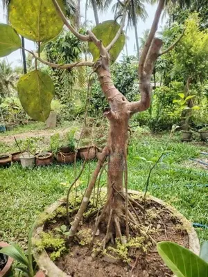 Bonsai Plants