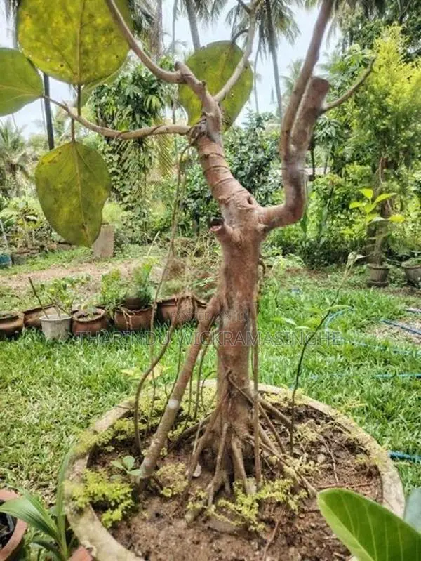 Bonsai Plants