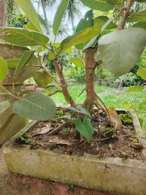 Bonsai Plants