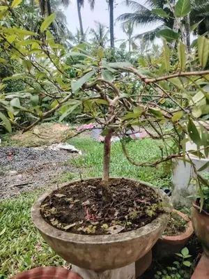 Bonsai Plants