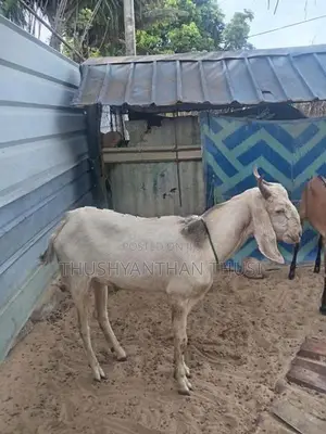Farm Goat