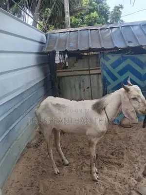 Farm Goat