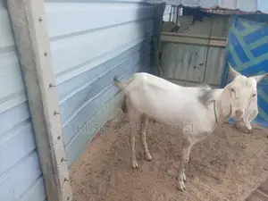 Farm Goat