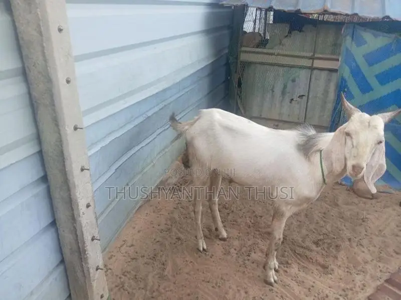 Farm Goat