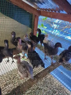 களுவாஞ்சிகுடி