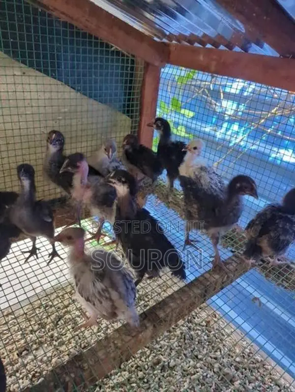 களுவாஞ்சிகுடி