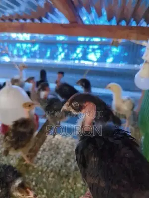 களுவாஞ்சிகுடி