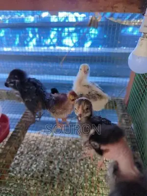 களுவாஞ்சிகுடி