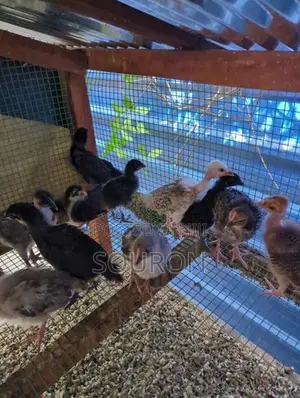 களுவாஞ்சிகுடி