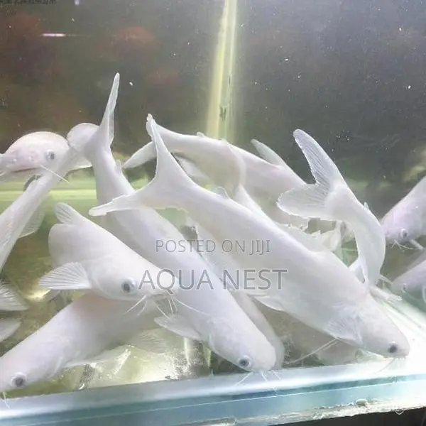 White Catfish