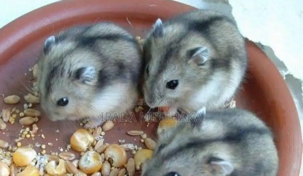 Dwarf Hamsters