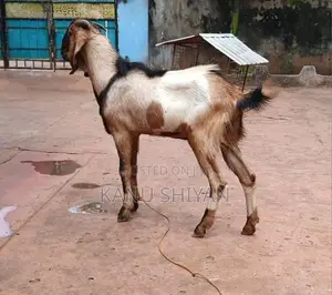 கிடாய் ஆடு