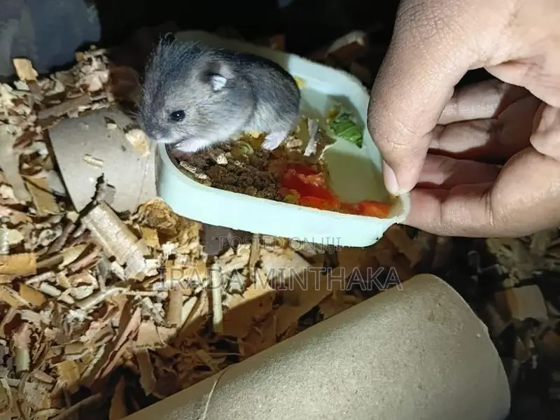 Dwarf Hamsters