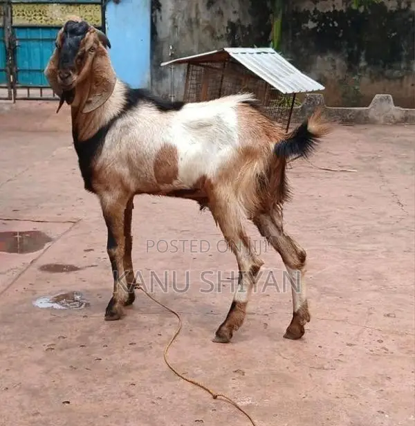 கிடாய் ஆடு