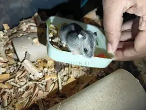 Dwarf Hamsters