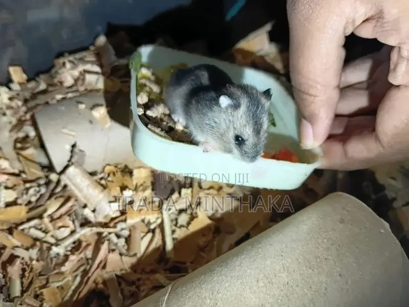 Dwarf Hamsters