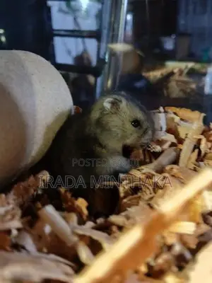 Dwarf Hamsters