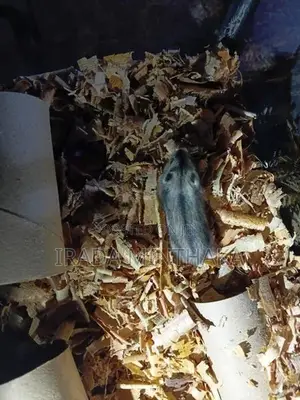Dwarf Hamsters