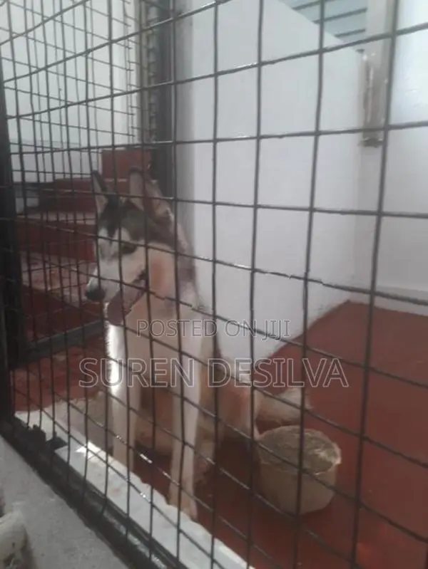 Siberian Husky Dog