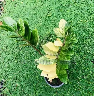 Rare Variegated ZZ Plant