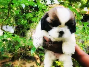 Shih Tzu Puppy