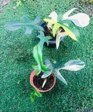Rare Variegated Florida Beauty Philodendron