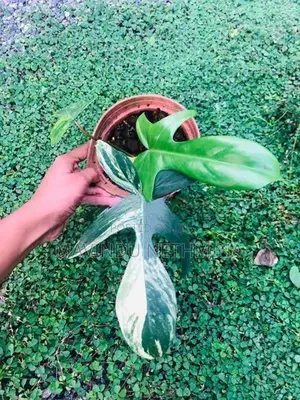 Rare Variegated Florida Beauty Philodendron