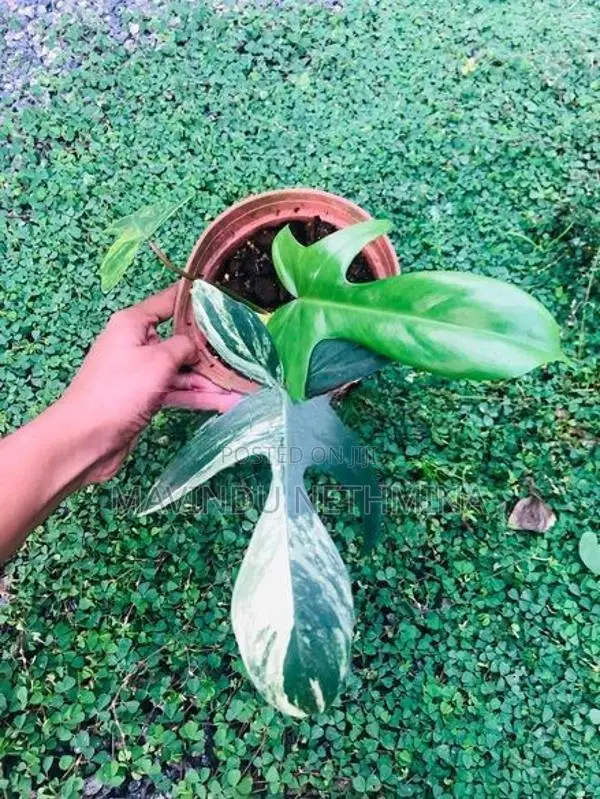 Rare Variegated Florida Beauty Philodendron