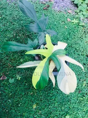 Rare Variegated Florida Beauty Philodendron