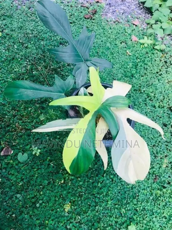 Rare Variegated Florida Beauty Philodendron