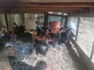 ஊர் கோழி குஞ்சுகள்