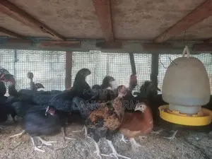 ஊர் கோழி குஞ்சுகள்