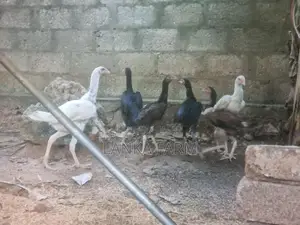 ஊர் கோழி குஞ்சுகள்