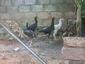 ஊர் கோழி குஞ்சுகள்