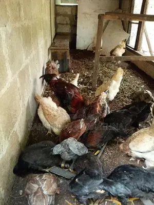 ගම් කිකිලියන්