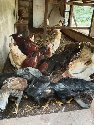 ගම් කිකිලියන්
