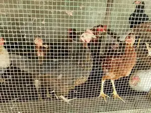 ගම් කිකිලියන්