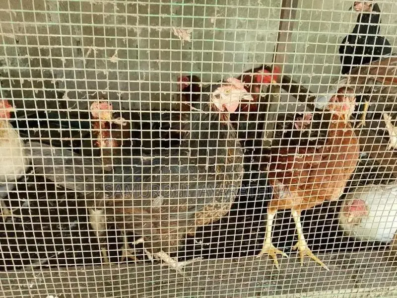ගම් කිකිලියන්