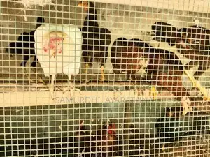 ගම් කිකිලියන්
